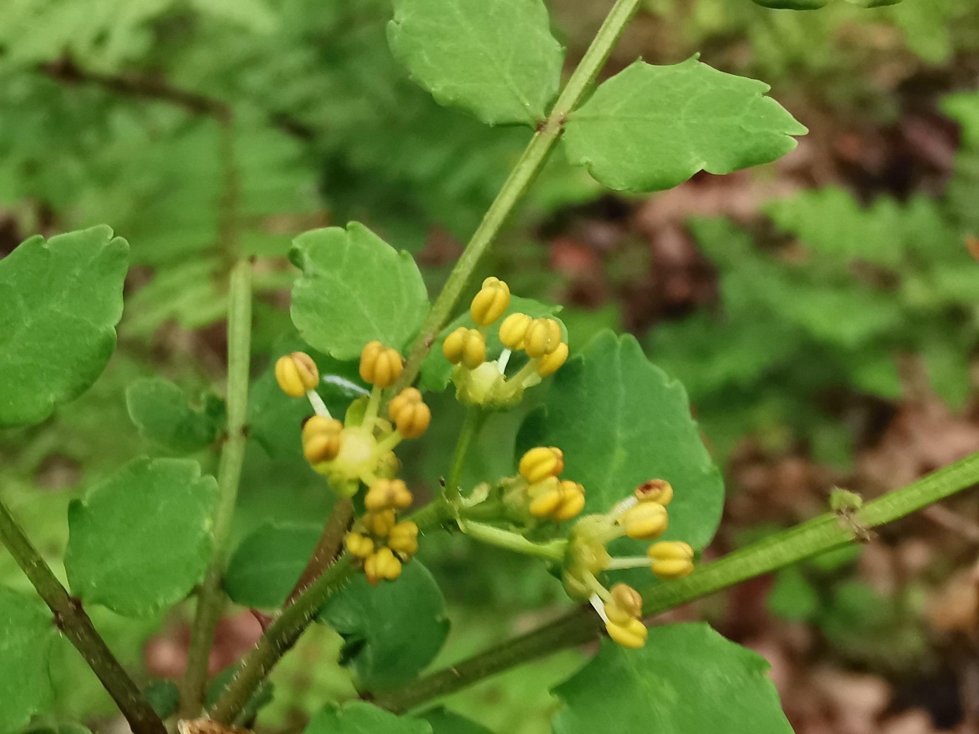 山椒（サンショウ） Zanthoxylum piperitum (L.) DC.