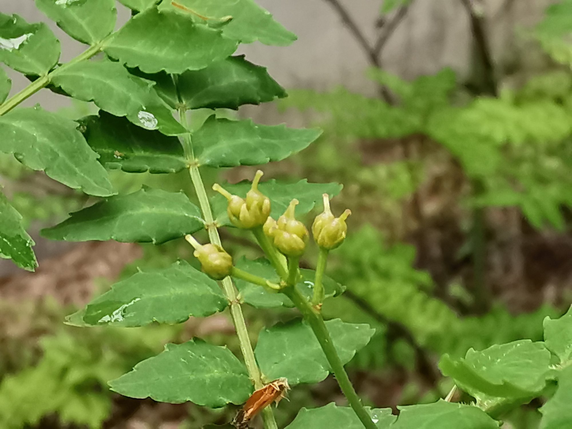 山椒（サンショウ）雄花　 Zanthoxylum piperitum 