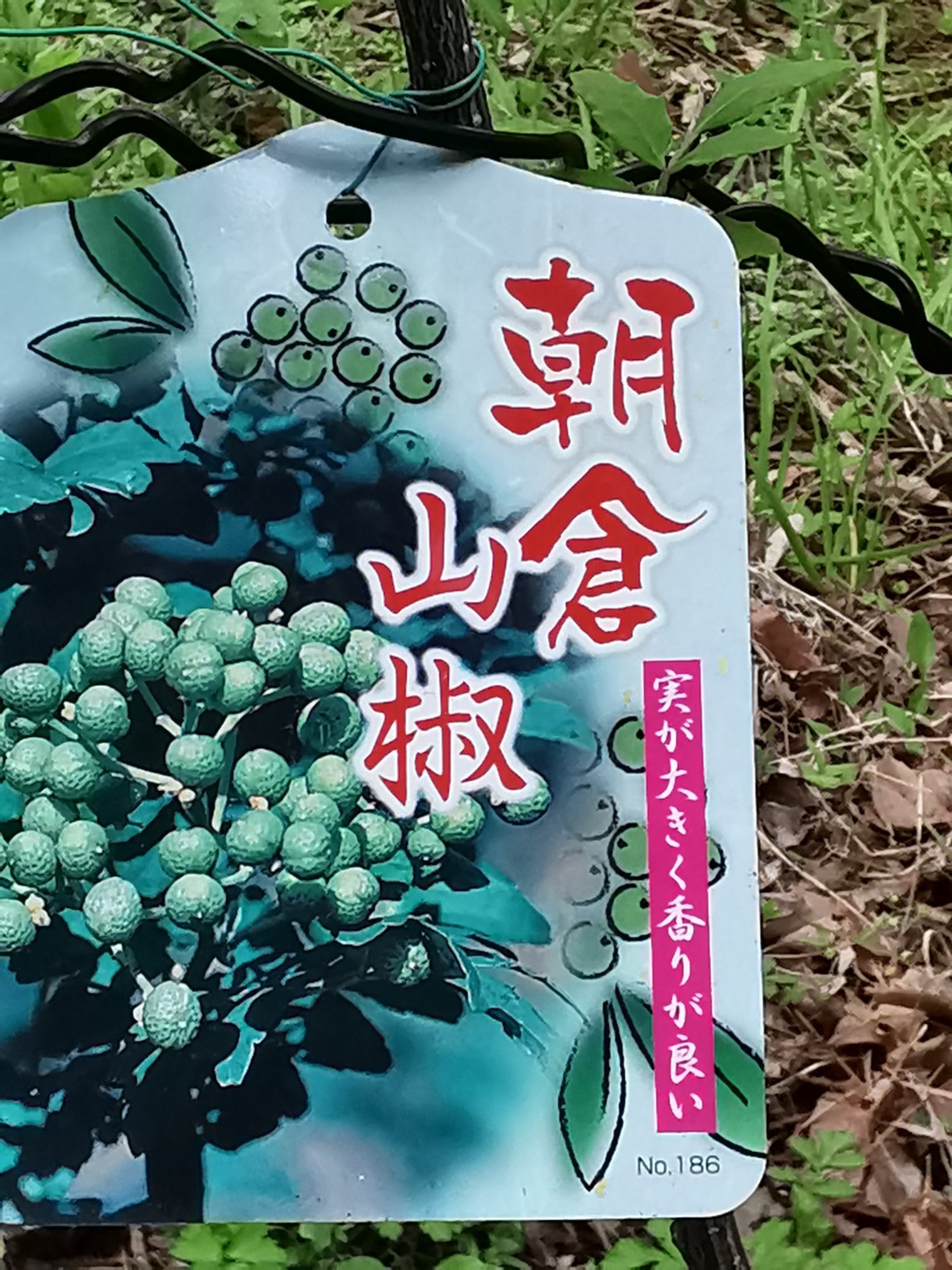 朝倉山椒（アサクラザンショウ）の学名は Zanthoxylum piperitum f. inerme