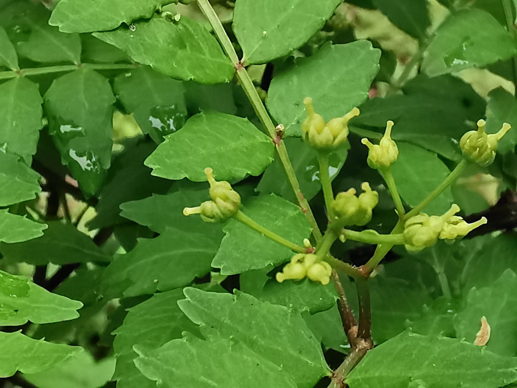 朝倉山椒（アサクラザンショウ）の学名は Zanthoxylum piperitum f. inerme（または Zanthoxylum piperitum forma inerme）です。一般的なサンショウと同じ Zanthoxylum piperitum に含まれますが、トゲがない（刺の無い）品種・品種形式（forma inerme）として区別されます。