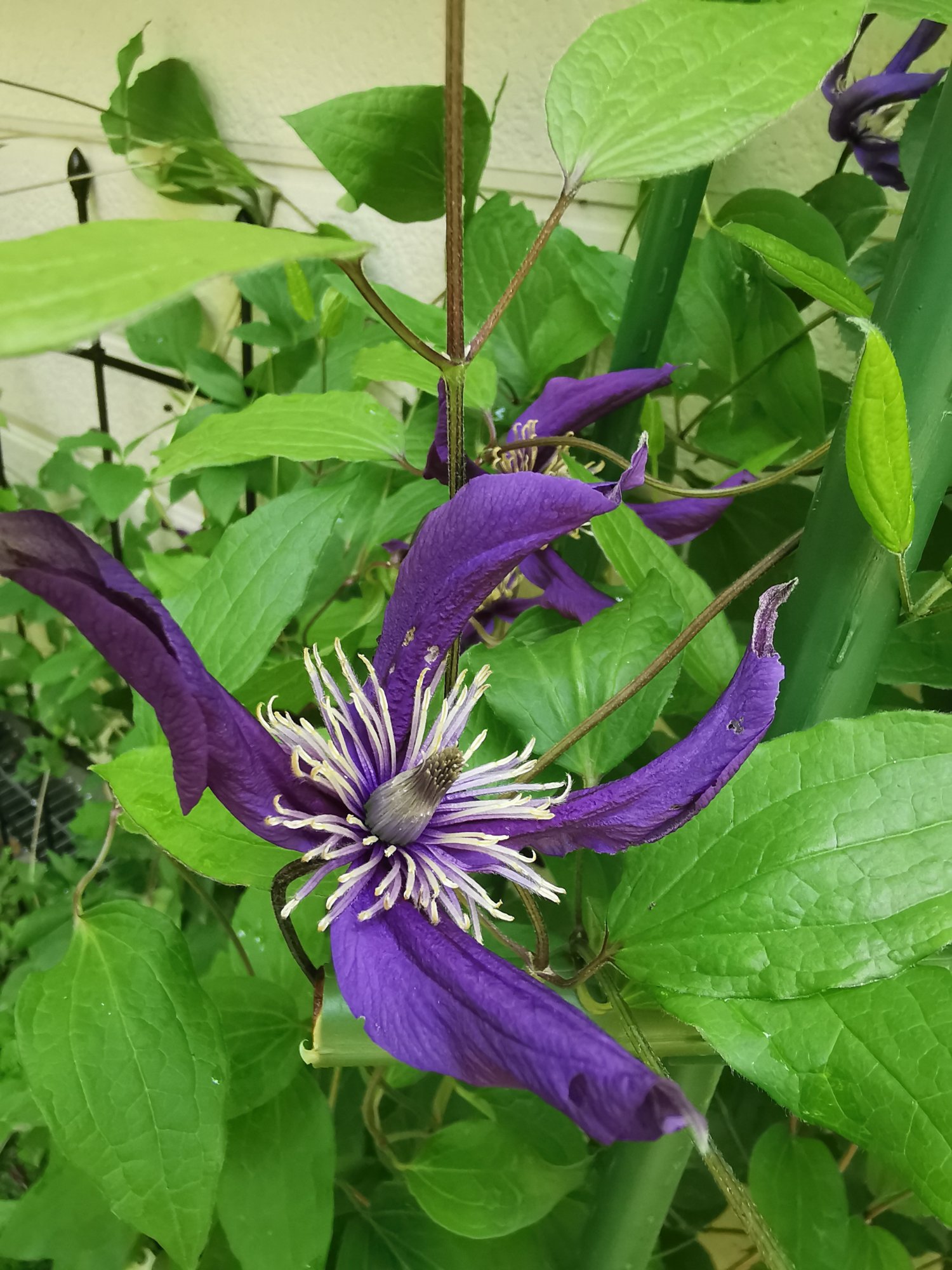 花びらがねじれた個性的なクレマチス