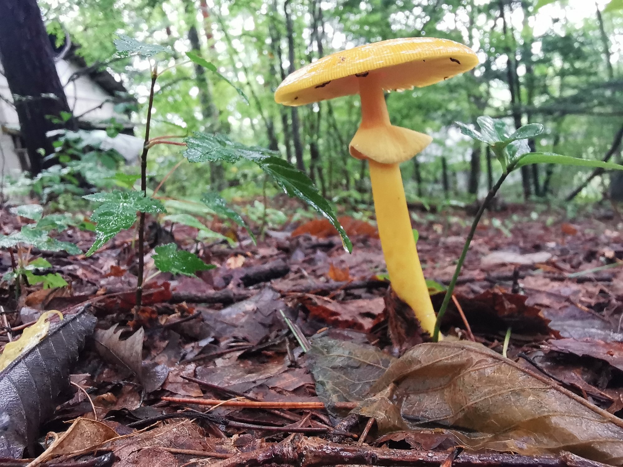 テングタケ科テングタケ属のタマゴタケ（学名：Amanita caesareoides）