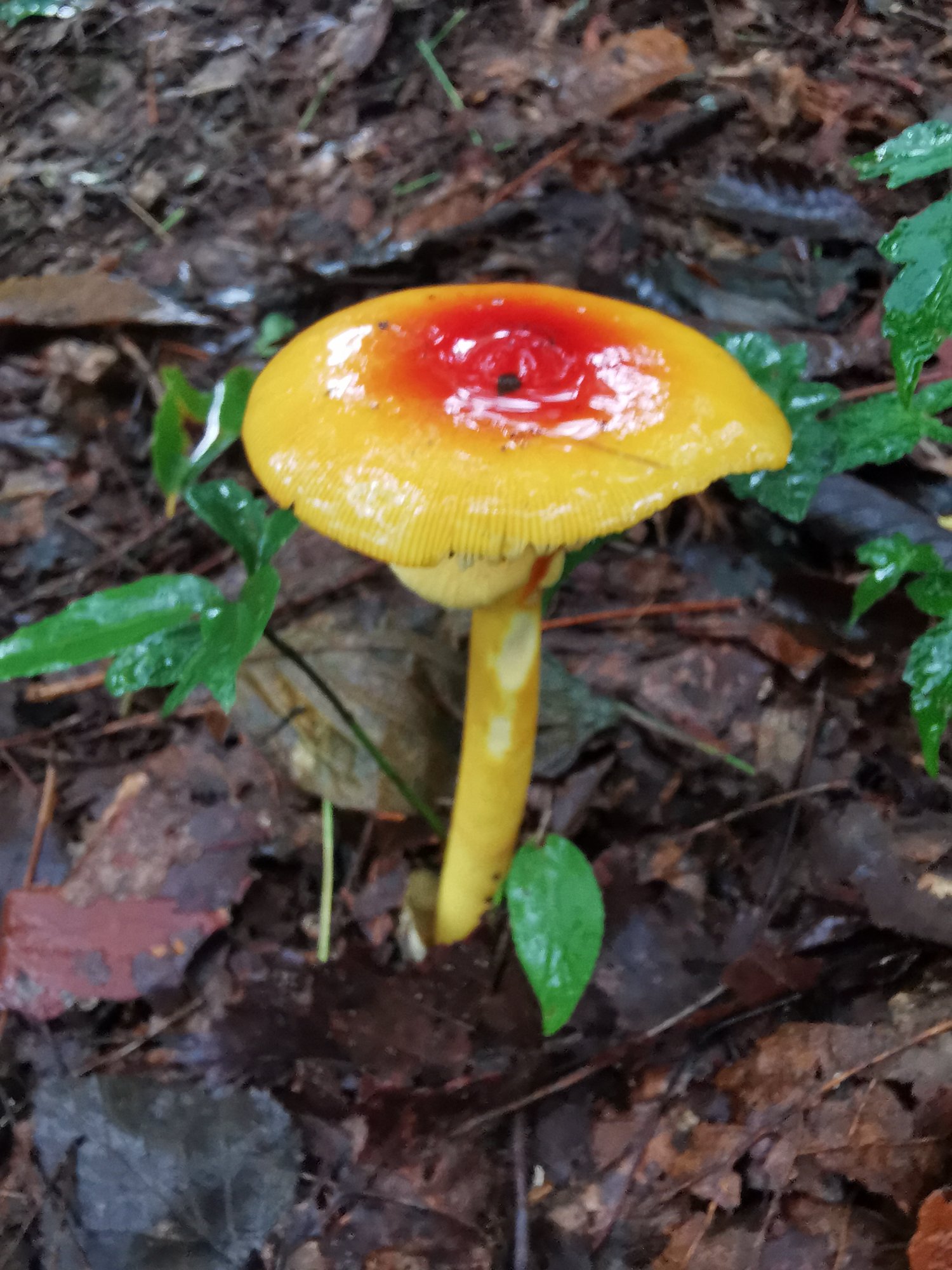 テングタケ科テングタケ属のタマゴタケ（学名：Amanita caesareoides）？