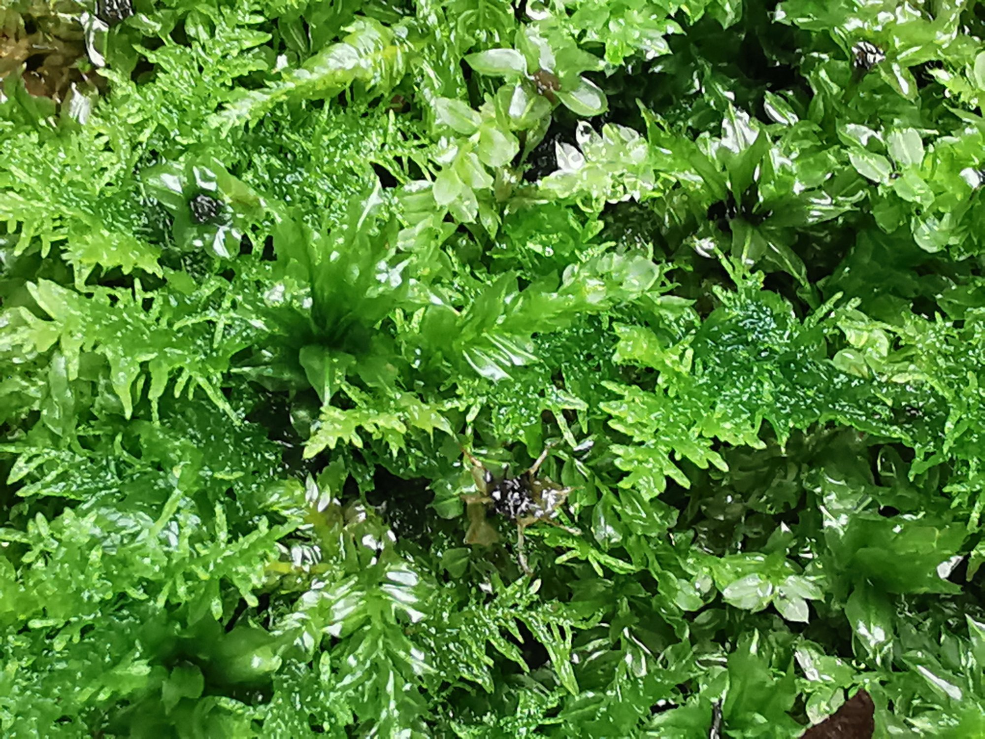 何種類かの苔がせめぎあっている