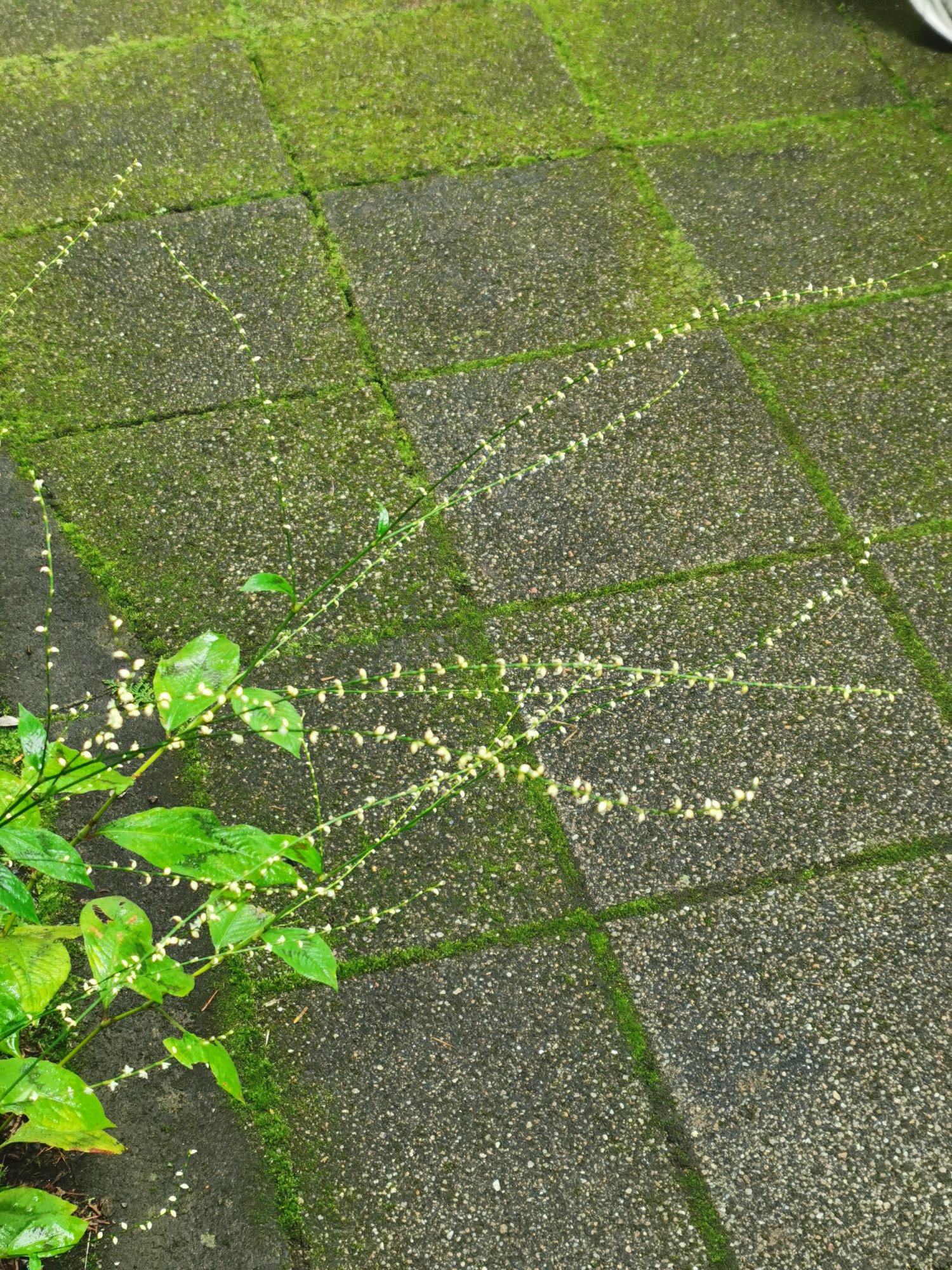 ミズヒキ（水引、学名: Persicaria filiformis）