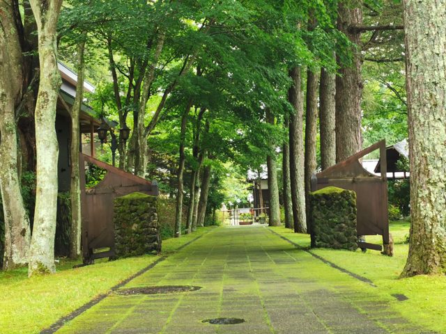長雨の後の苔三昧！