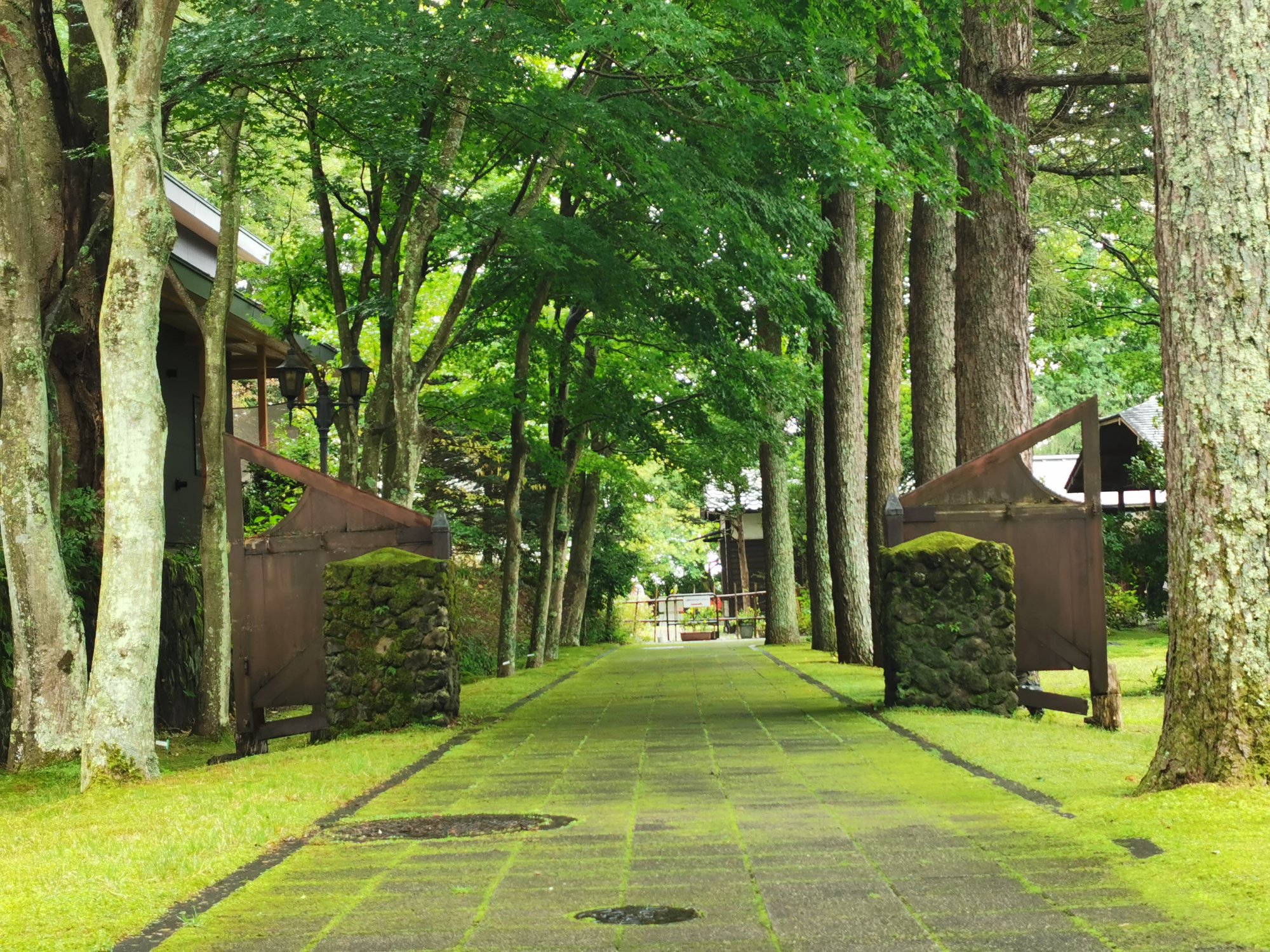 お散歩で見つけた苔庭