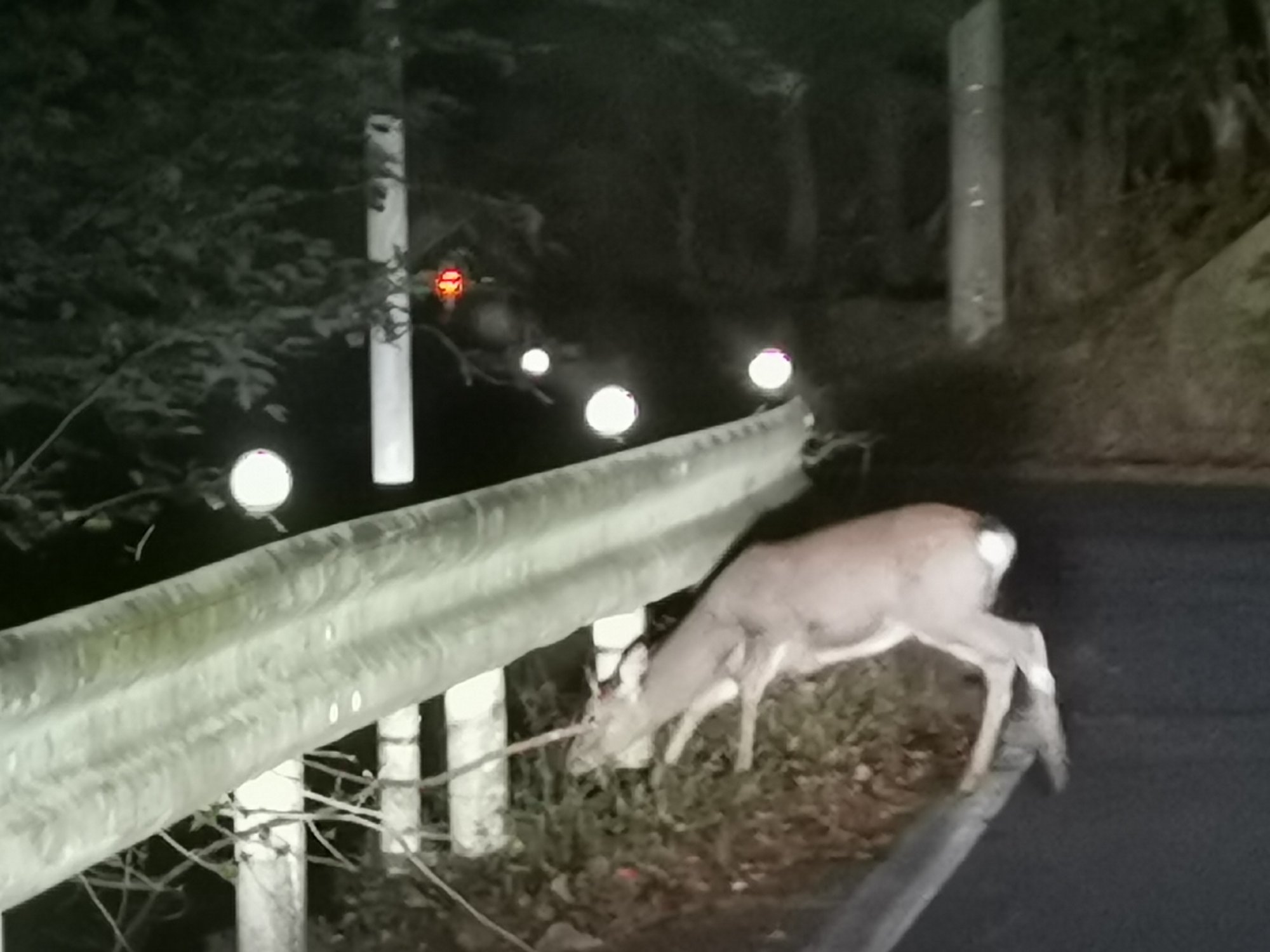 車道の鹿様たち