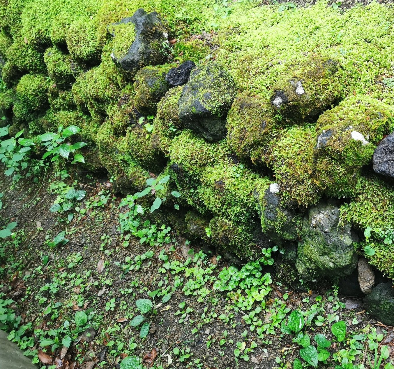 長雨の後の苔三昧！