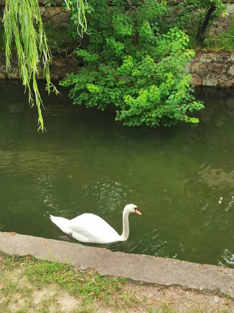 倉敷の運河に浮かぶ白鳥