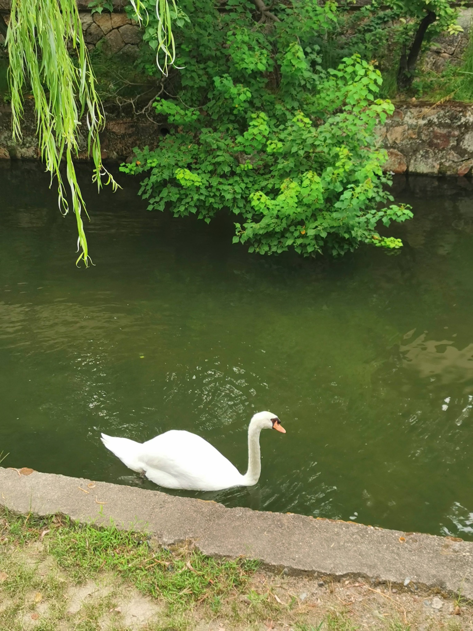 倉敷の運河に浮かぶ白鳥