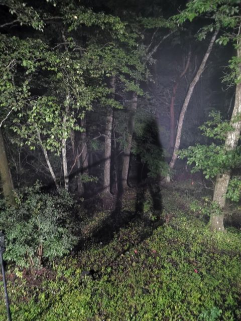 霧に包まれた夜の森に映る人影
