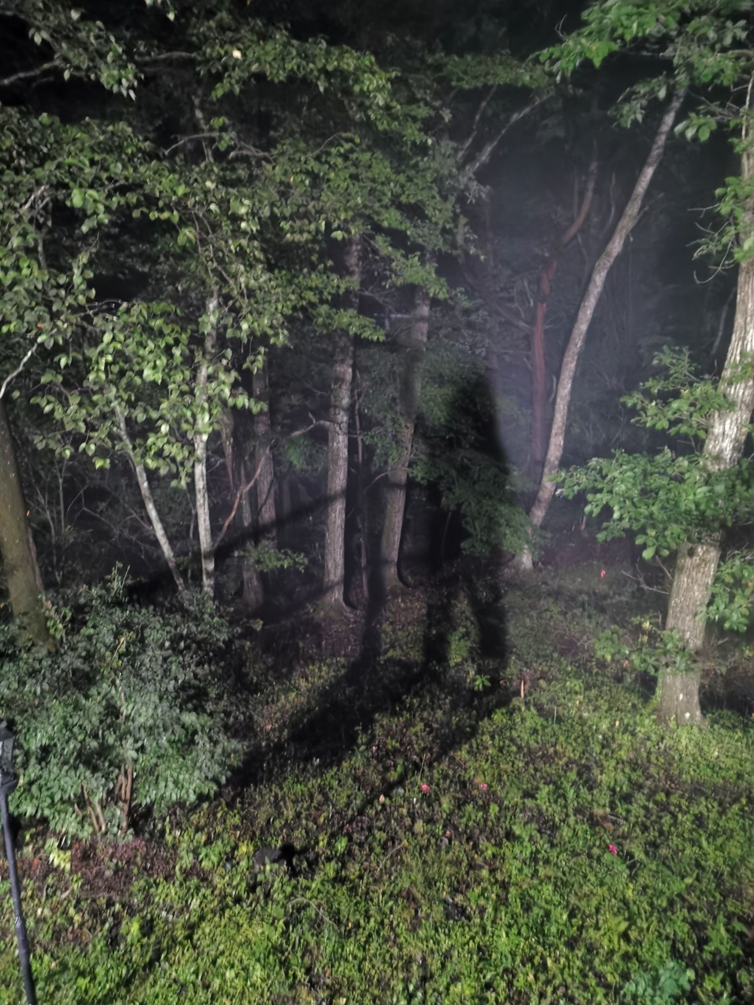 霧に包まれた夜の森に映る人影