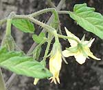 オレンジキャロルの花