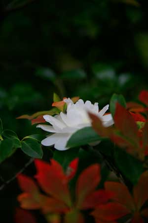 山茶花