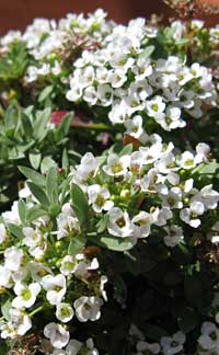名前思い出せない直径5ｍｍの花
