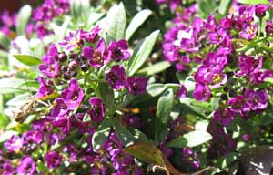 名前思い出せない5ｍｍの花