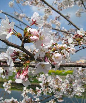 満開の桜