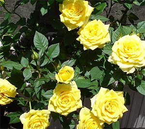 薔薇