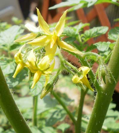 トマトの花が咲きました