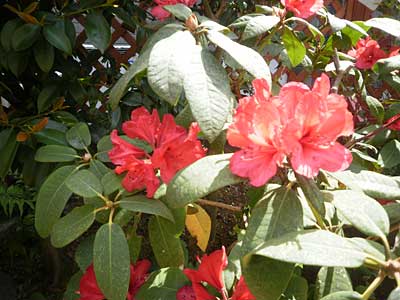 桜の塩漬けにチャレンジ – ちびぶーのガーデニング