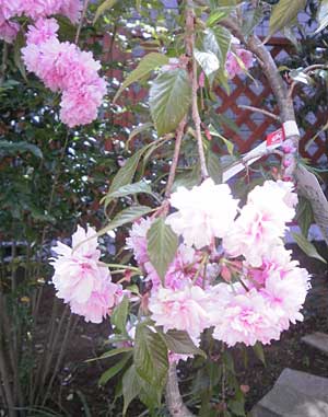 しだれ桜