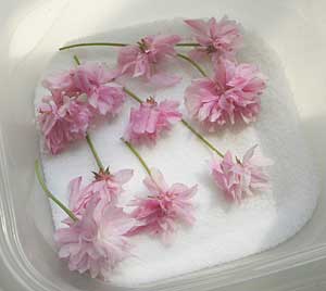 桜の塩漬けにチャレンジ