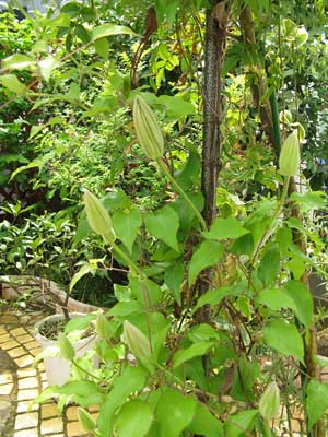 2011-05hana_5053