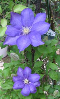 2011-05hana_5080