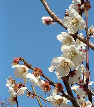 お花見