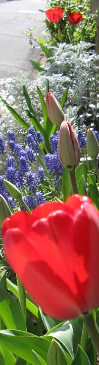 今月のちびぶーの花壇①