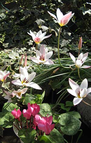 今月のちびぶーの花壇②