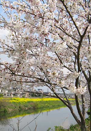 満開の桜と菜の花のお花見 – 花見川
