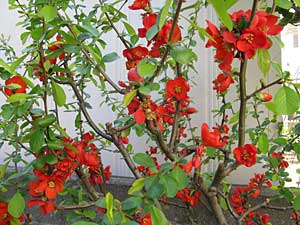 4月のお花② – ちびぶーのお庭