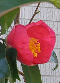 4月のお花① – ちびぶーのお庭