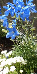 5月のお花が咲きました