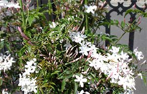 5月の花が咲きました 2
