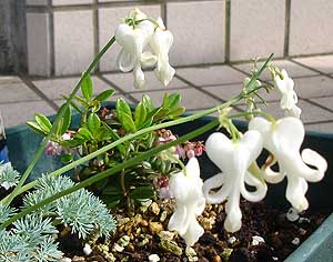6月のお花