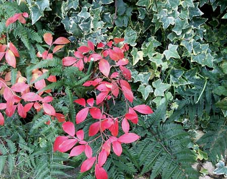 我が家の紅葉