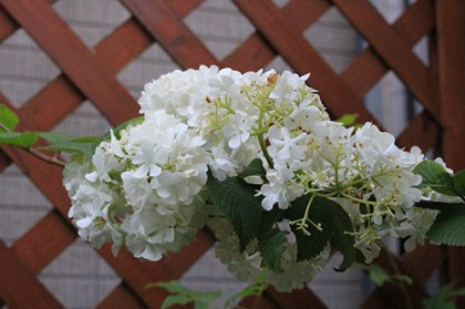 帰宅したら花盛りでした!