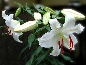 ちびぶーの7月のお花