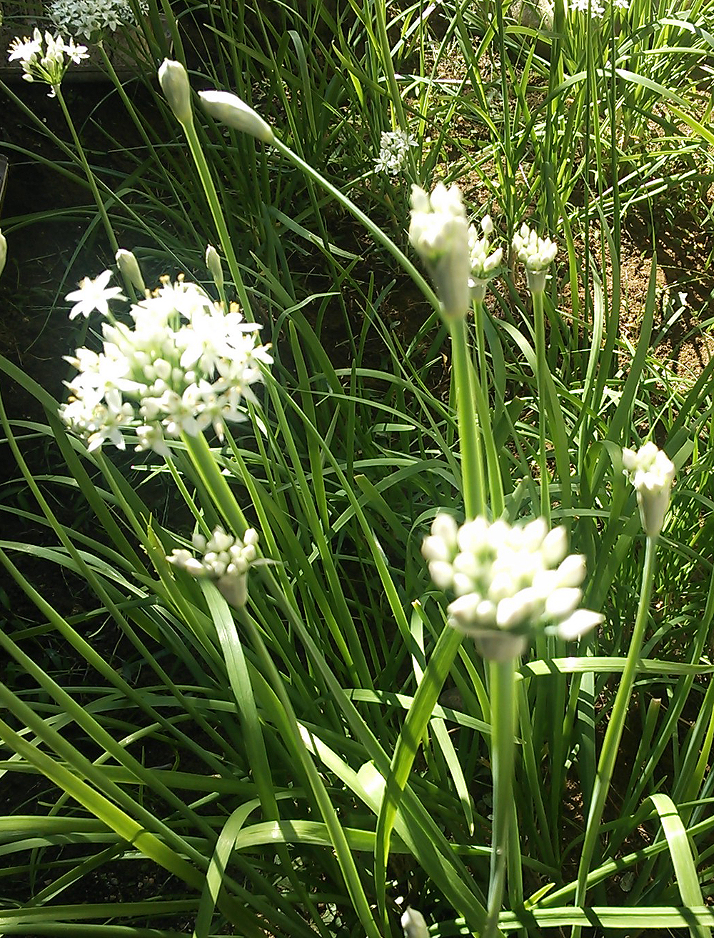 ニラの花咲きました！
