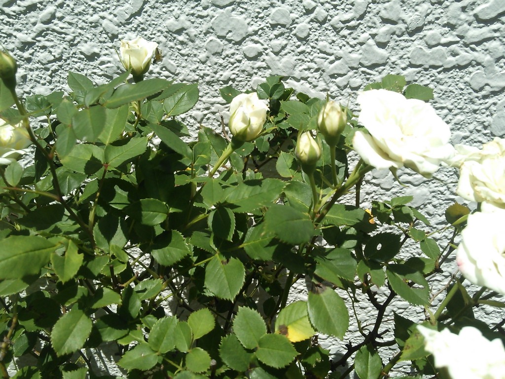 先日の嵐の晩に一気に終わってしまった我が家のお花の季節