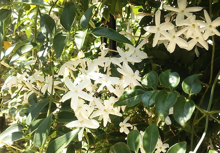 先日の嵐の晩に一気に終わってしまった我が家のお花の季節