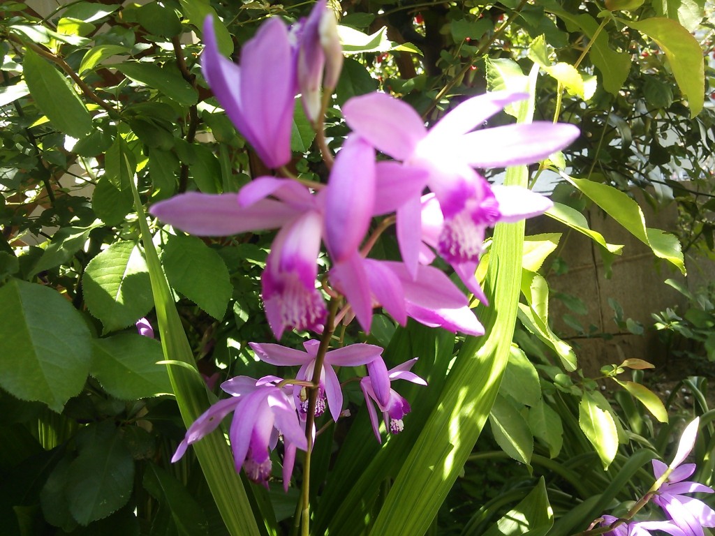 先日の嵐の晩に一気に終わってしまった我が家のお花の季節