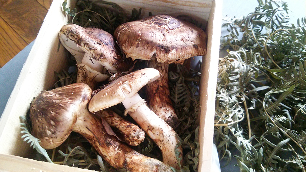 松茸　今年は豊作らしいです！