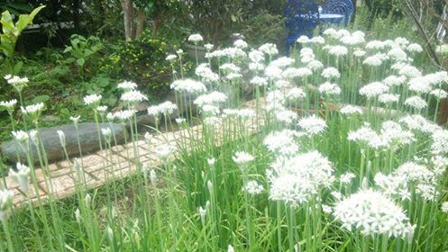 ニラの花