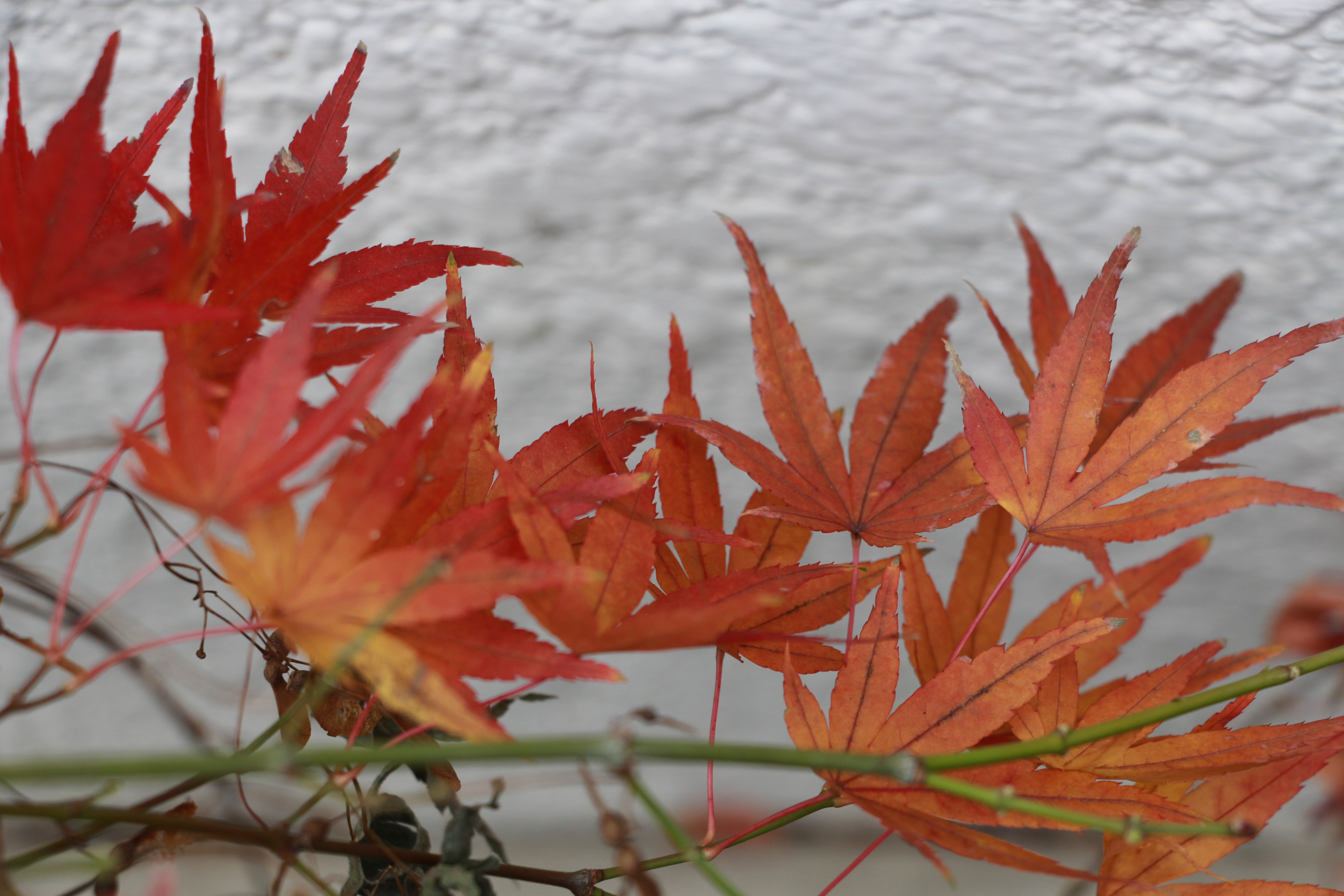 紅葉もみじ