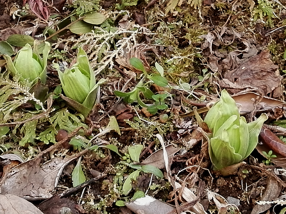 ふきのとう