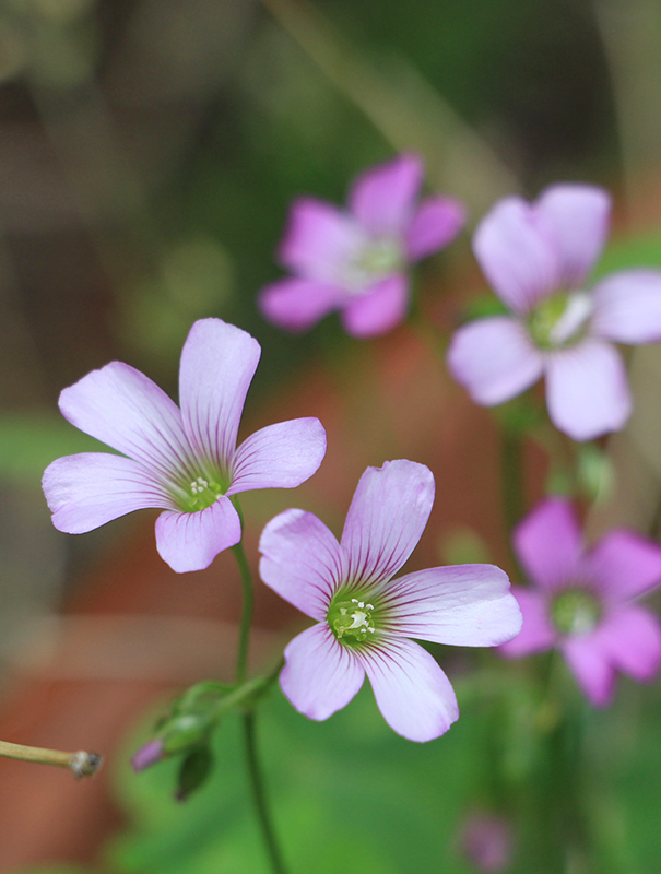 ひっそりと地味な花も満開です!